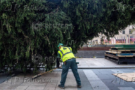 Rockefeller Christmas Tree is Delivered and Raised