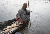 A Kashmiri man collects freshly harvested lotus stems locally known as ?Nadur? at Nigeen Lake in Srinagar