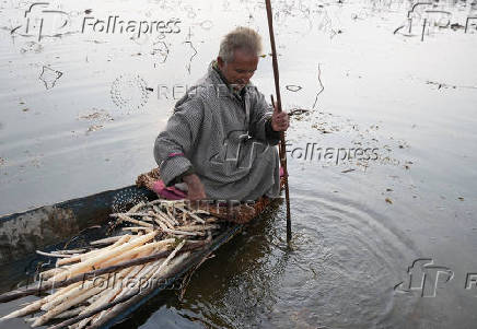 A Kashmiri man collects freshly harvested lotus stems locally known as ?Nadur? at Nigeen Lake in Srinagar