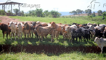 Vista de criao de gado em Peabiru (PR)