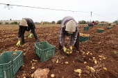 Potato production in Tunisia