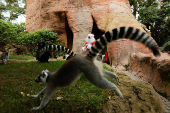 Lemurs receive Christmas boxes containing food at Bioparc Fuengirola, in Fuengirola