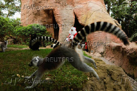 Lemurs receive Christmas boxes containing food at Bioparc Fuengirola, in Fuengirola