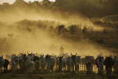 Vaqueiro conduz gado em pasto recuperado