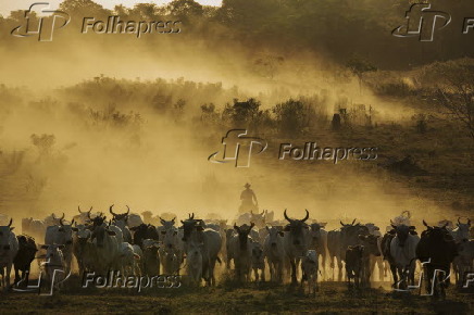 Vaqueiro conduz gado em pasto recuperado