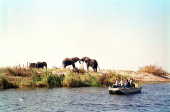 Elefantes  beira do rio Chobe, no
