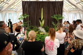 Endangered corpse flower, nicknamed Putricia, blooms