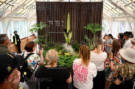 Endangered corpse flower, nicknamed Putricia, blooms