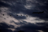 A Mitsubishi CRJ-701ER operated by American Eagle flies with geese in Washington