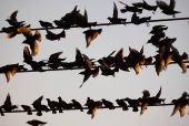 Migrating starlings gather on power lines at a landfill site near Beersheba