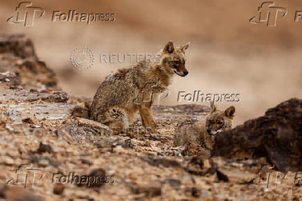 Jackals are seen at the Negev desert near the Israeli southern city of Arad, Israel