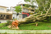 Forte chuva derrubou poste e rvore na zona leste de SP