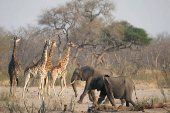 FILE PHOTO: A group of elephants and giraffes walk near a watering hole inside Hwange National Park