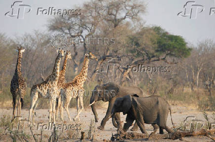 FILE PHOTO: A group of elephants and giraffes walk near a watering hole inside Hwange National Park