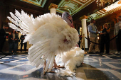 Two Minnesota turkeys are introduced a day ahead of their Thanksgiving holiday pardoning in Washington