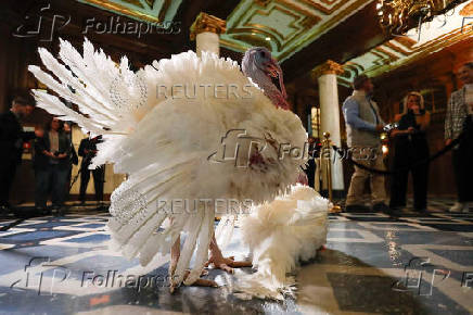 Two Minnesota turkeys are introduced a day ahead of their Thanksgiving holiday pardoning in Washington