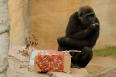 Gorillas receive Christmas boxes containing food at Bioparc Fuengirola, in Fuengirola