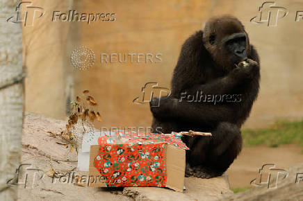 Gorillas receive Christmas boxes containing food at Bioparc Fuengirola, in Fuengirola