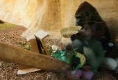 Gorillas receive Christmas boxes containing food at Bioparc Fuengirola, in Fuengirola