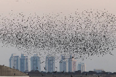 A murmuration of migrating starlings is seen across the sky at a landfill site near Beersheba