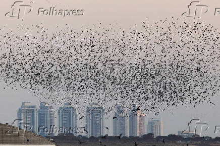 A murmuration of migrating starlings is seen across the sky at a landfill site near Beersheba