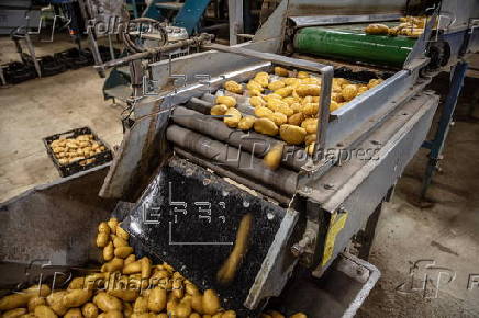 Potato farm near Paris prepares to supply vegetables to the athletes' village at the Paris 2024 Olympic Games
