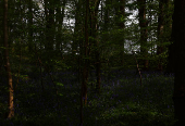 Bluebells bloom in the woods at Marbury Country Park in Marbury