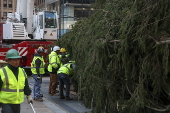 Rockefeller Christmas tree arrives to Rockefeller Center in New York