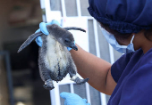 Adopt a penguin egg this Easter to save endangered South African birds, NGO urges