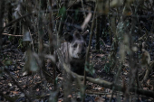 Anta  encontrada com vida em meio ao incndio no Parque Nacional