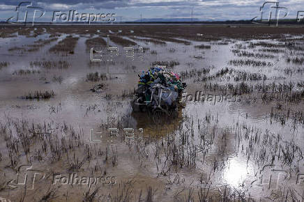 Limpieza en La Albufera tras la DANA