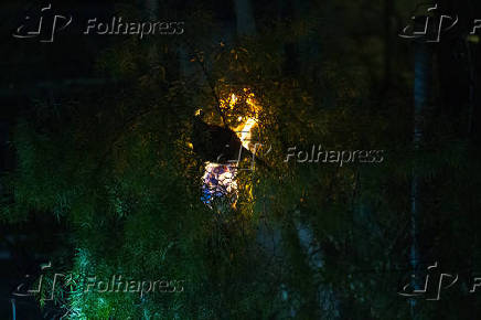 Bombeiros retiram caixa de marimbondo em BH