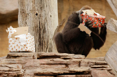 Gorillas receive Christmas boxes containing food at Bioparc Fuengirola, in Fuengirola