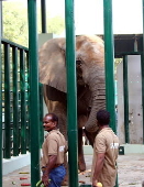 Relocation of Madhubala elephant from Karachi Zoo to Safari Park in Karachi