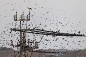 Migrating starlings are seen on a utility pole at a landfill site near Beersheba