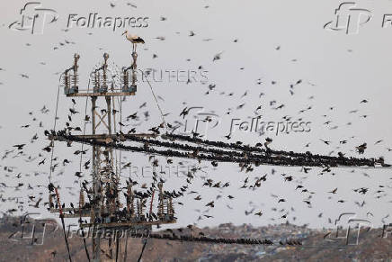 Migrating starlings are seen on a utility pole at a landfill site near Beersheba