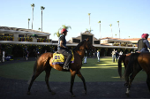 Horse Racing: Breeders' Cup Championship-Workouts