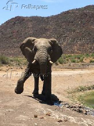 Elefante na savana, visto do hotel Tau Game Lodge, no Madikwe Game Reserve, na frica do Sul