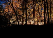 Fire breaks out in Prospect Park, New York