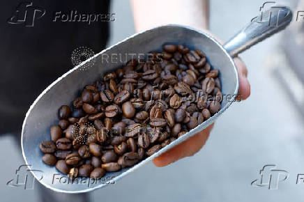 Arabica roasted coffee beans in a roasting coffee shop in Paris