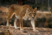 After suffering mistreatment, wild animals find home at Spanish rescue centre