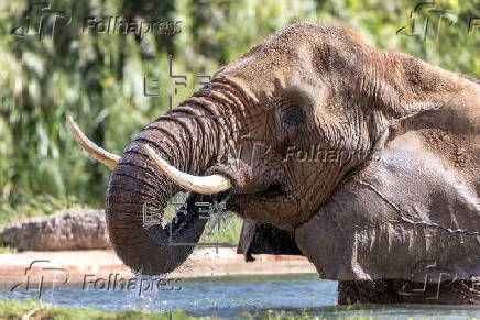 Ivory surrender event to encourage public to save elephants