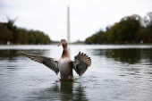 A duck spreads its wings in the Reflecting pool with the Washington Monument in the background on the National Mall in Washington, D.C.