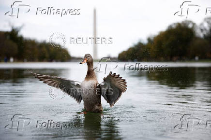 A duck spreads its wings in the Reflecting pool with the Washington Monument in the background on the National Mall in Washington, D.C.