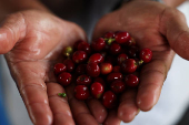 A worker shows coffee berries in a plantation in Anolaima