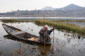 A Kashmiri man uses a stick with a metal hook while harvesting lotus stems locally known as ?Nadur? at Nigeen Lake in Srinagar