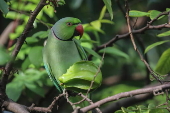 Rose-ringed parakeet in Sri Lanka