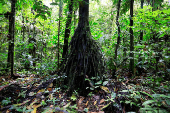 FILE PHOTO: A view of the Amazon rainforest at the lagoon of the Yasuni National Park in the Pastaza province