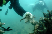 Scuba diver removes abandoned fishing nets covering a coral reef in Phuket
