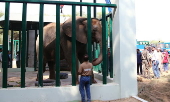 Relocation of Madhubala elephant from Karachi Zoo to Safari Park in Karachi